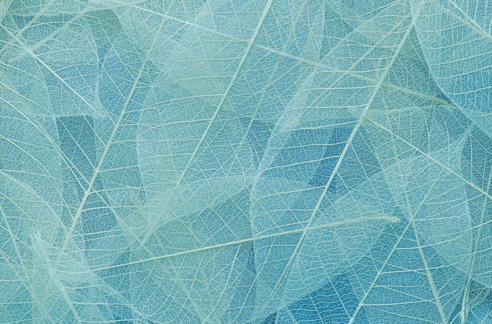 The image shows a close-up of delicate, translucent leaf skeletons in shades of light blue, overlapped to create an intricate pattern.