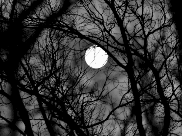 A bright full moon shines through bare, dark tree branches in a moody night sky.
